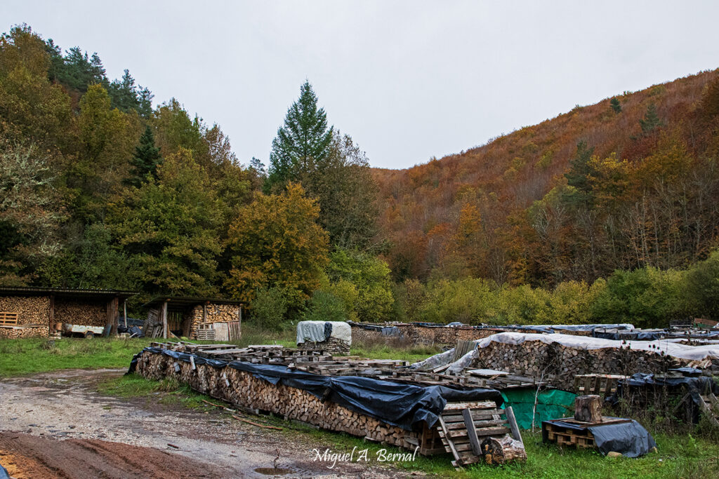 Madera y leña Selva Irati Navarra