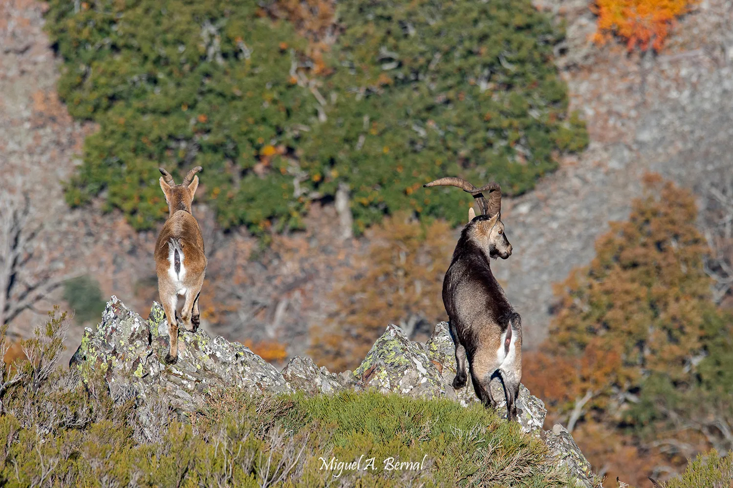 Pareja Montesa en Otoño