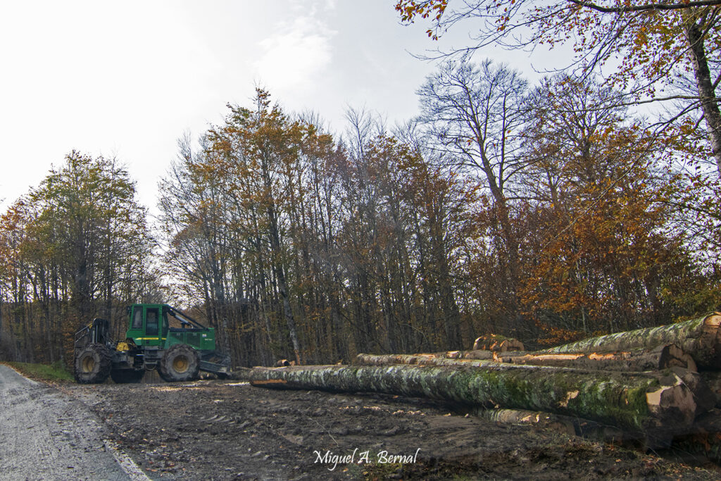 Skidder forestal saca hayas Navarra