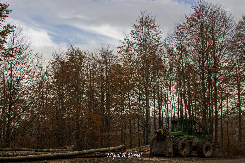 Skidder forestal trabajando sacando madera