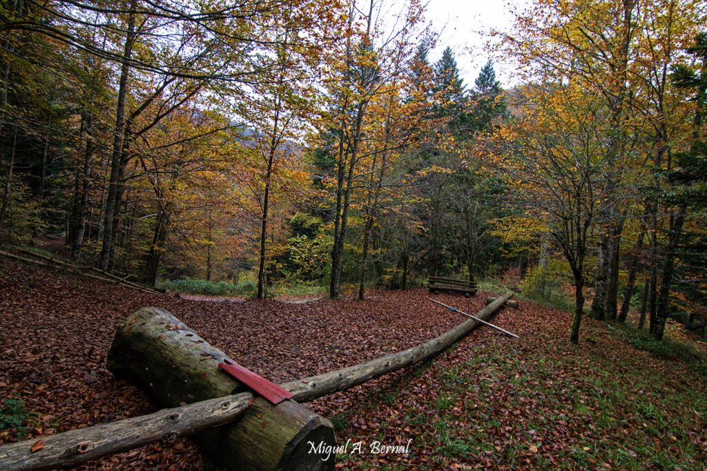 Uso madera Remos sendero forestal tematico