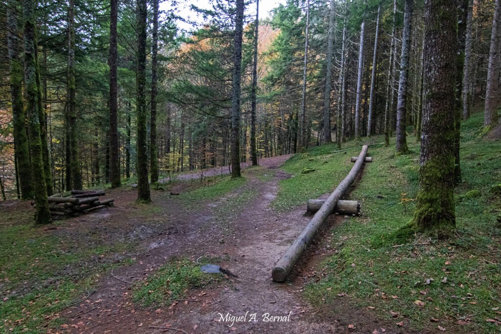 Usos madera Forestales abetos y hayas