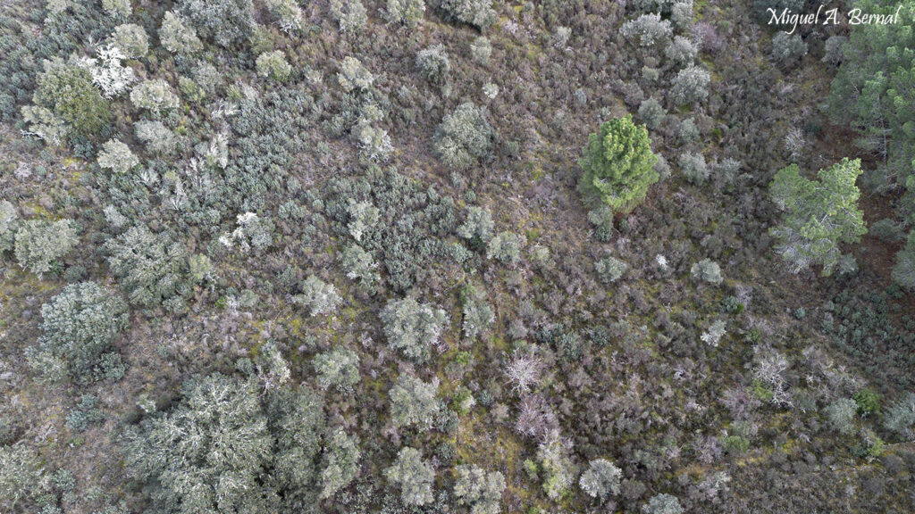 Antiguos olivares Arribes del Águeda Salamanca