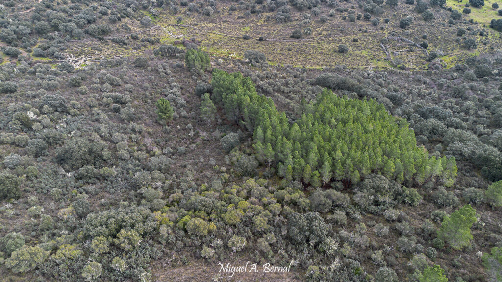 Pinar y Antiguos Olivares
