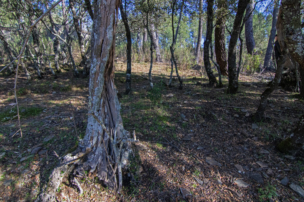 Viejos olivos luchan por sobrevivir entre vegetación