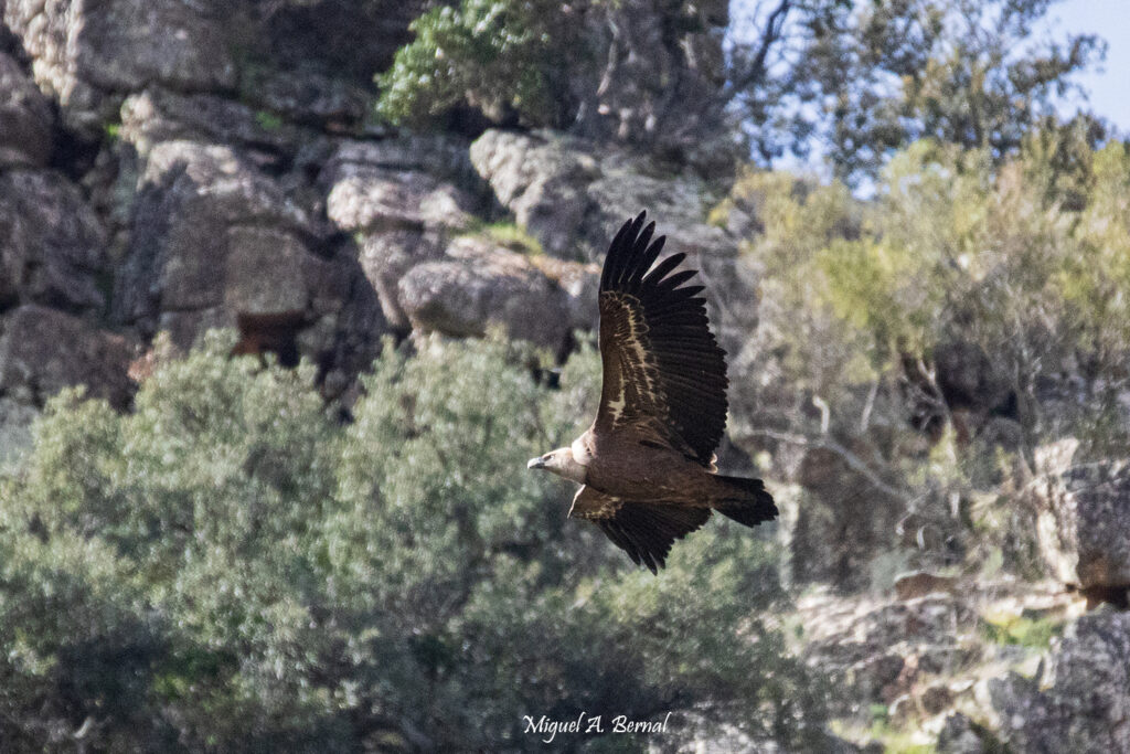 Buitre Parque Monfragüe Cáceres Extremadura