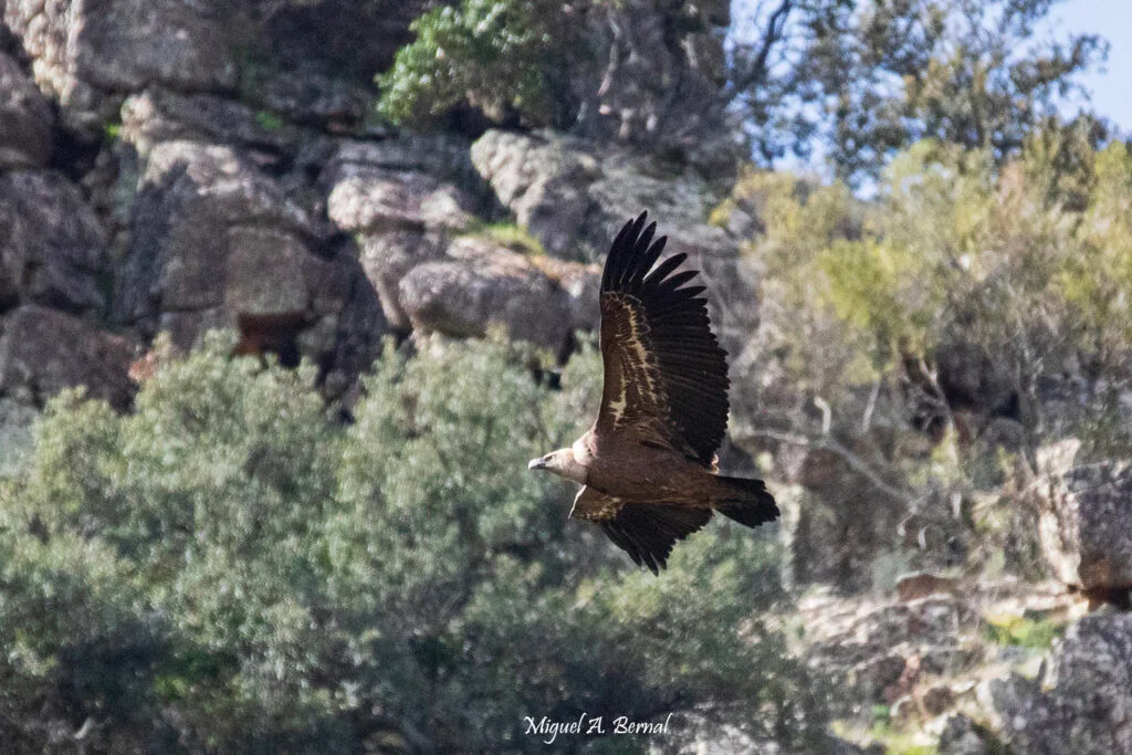 Buitre Parque Monfragüe Cáceres Extremadura