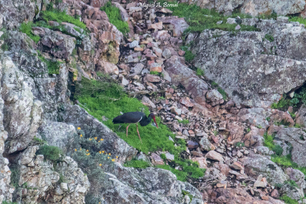 Cigüeña negra Salto del Gitano