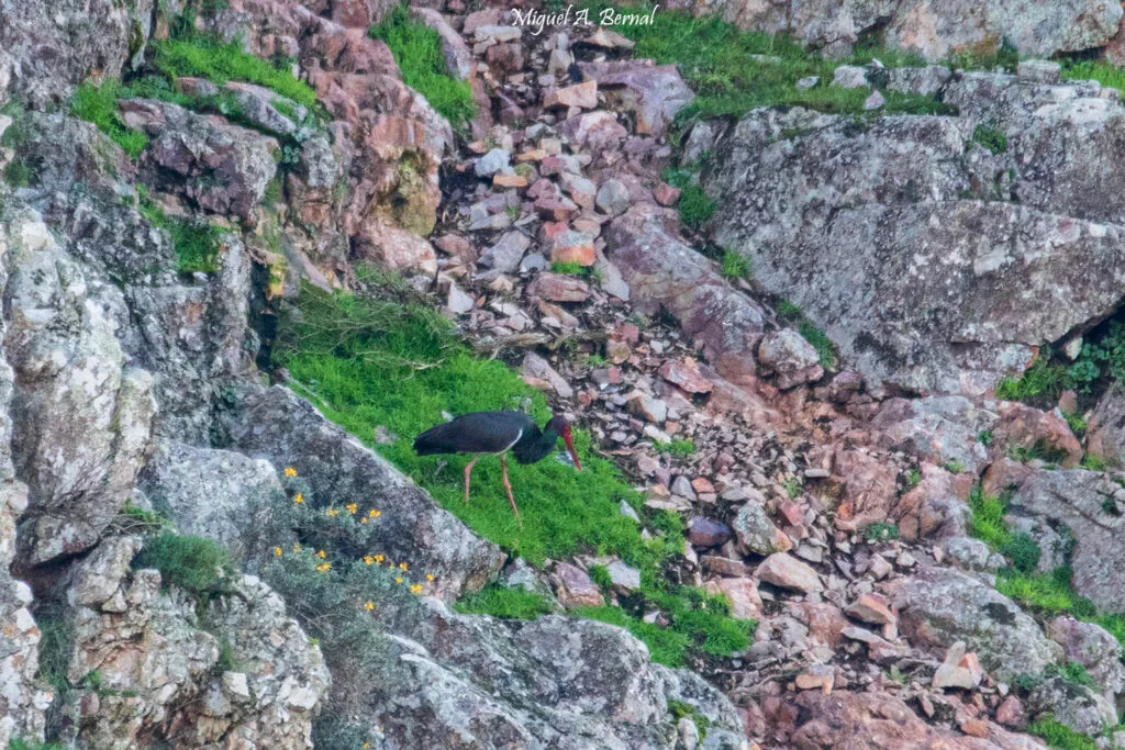 Cigüeña negra Salto del Gitano