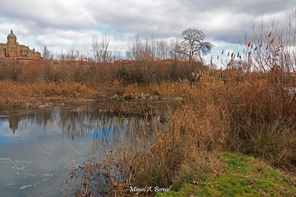 Isla Río Tormes Salamanca