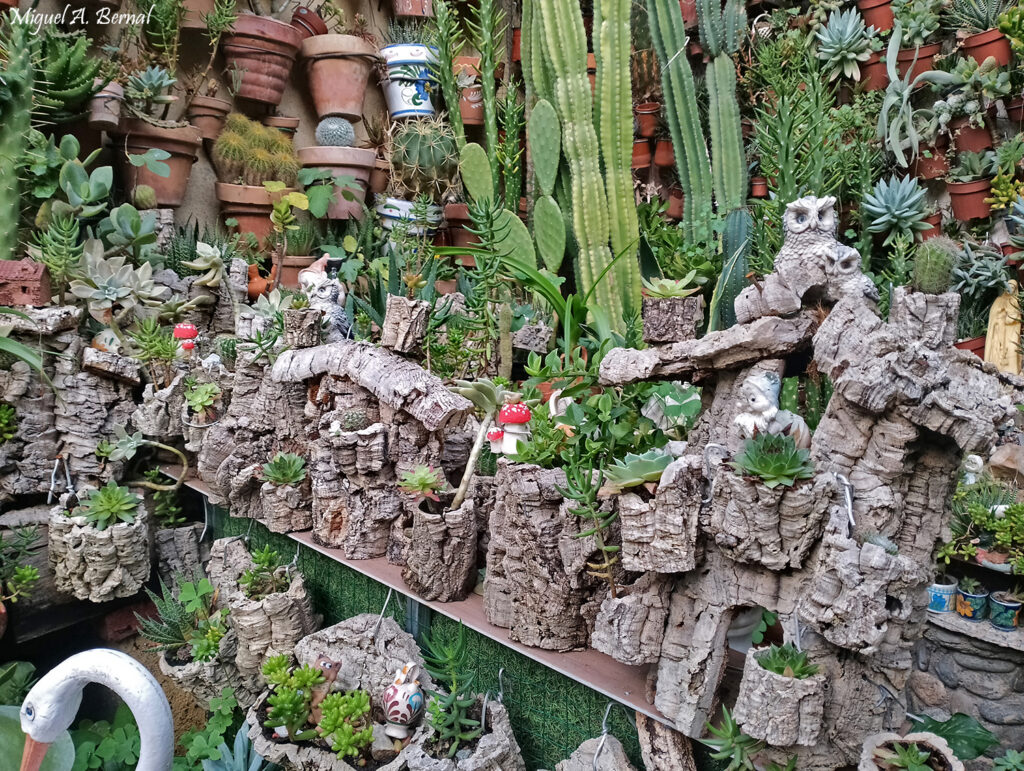 Jardín de cactus Hervás turismo