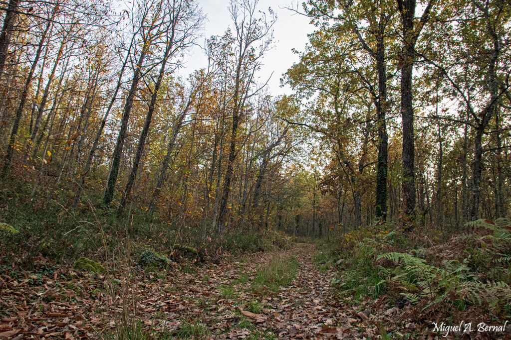 Rincón forestal castañar gallego en otoño