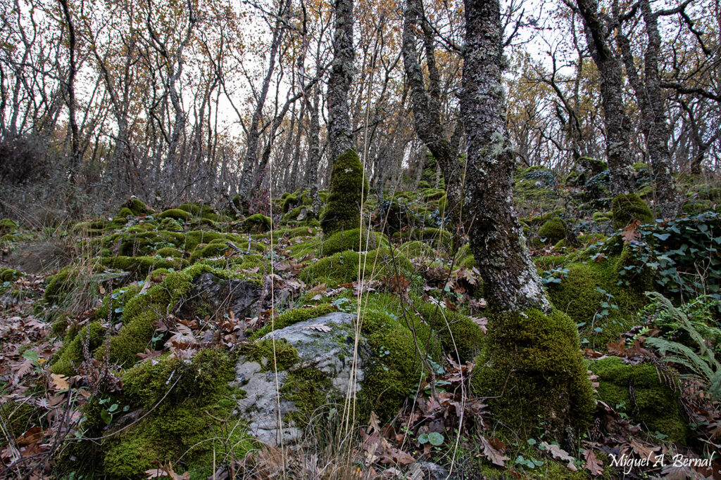 Robledal Quercus pyrenaica chorrera Hervás