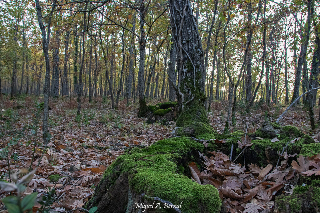 Robledal y castañar en otoño norte de Extremadura