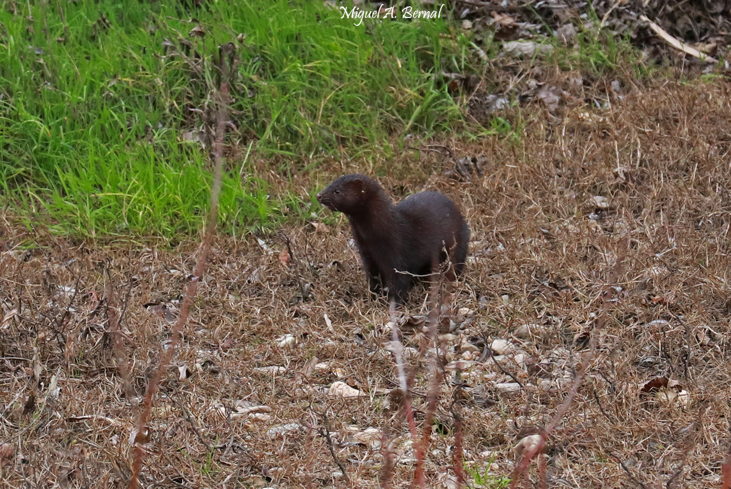 Visón americano Especie Invasora Salamanca