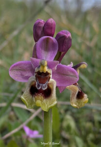 Abejera Ophrys tenthredinifera Orquídeas primavera
