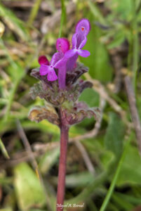 Conejito Lamium amplexicaule Lamiaceae