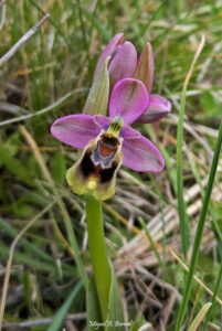 Orquídeas Ophrys tenthredinifera flores primavera