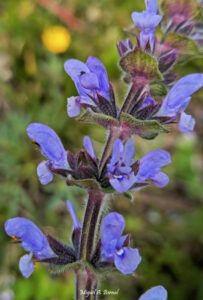 Salvia x sylvestris Amargo flor