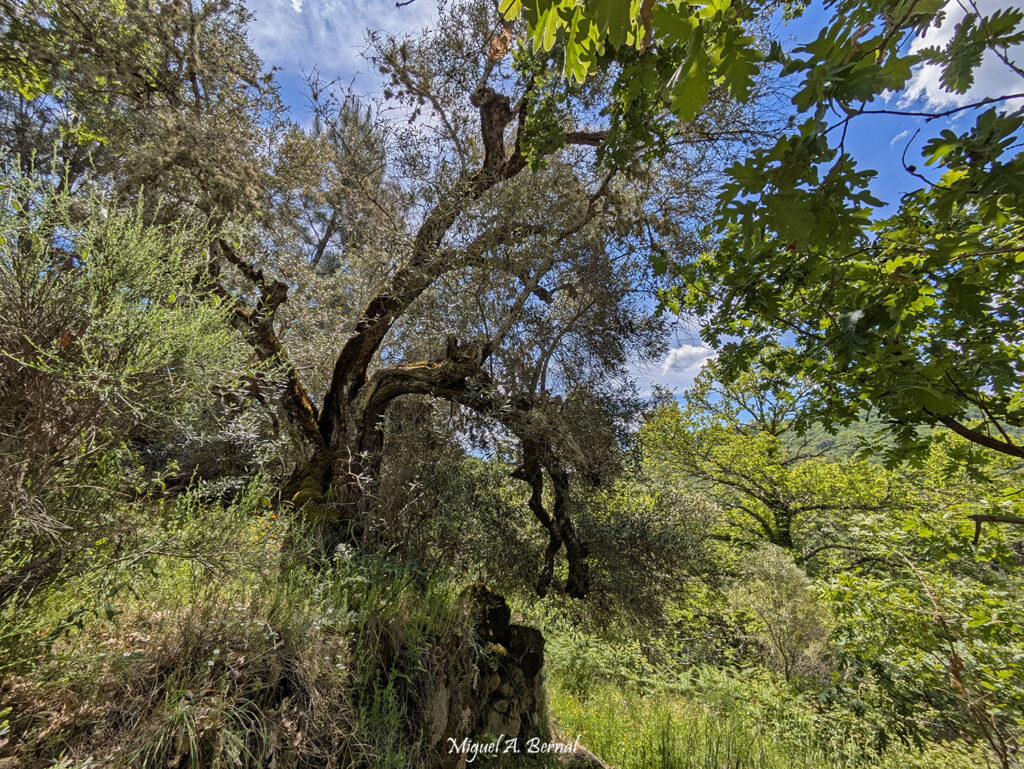 Espectacular olivo viejo en sendero
