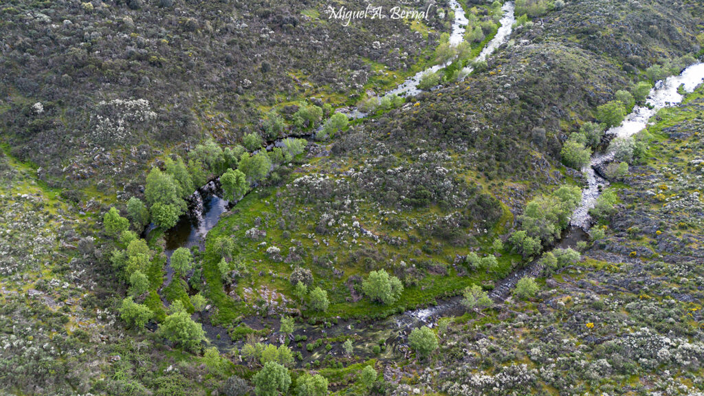 Meandro Veguillas Villarejo