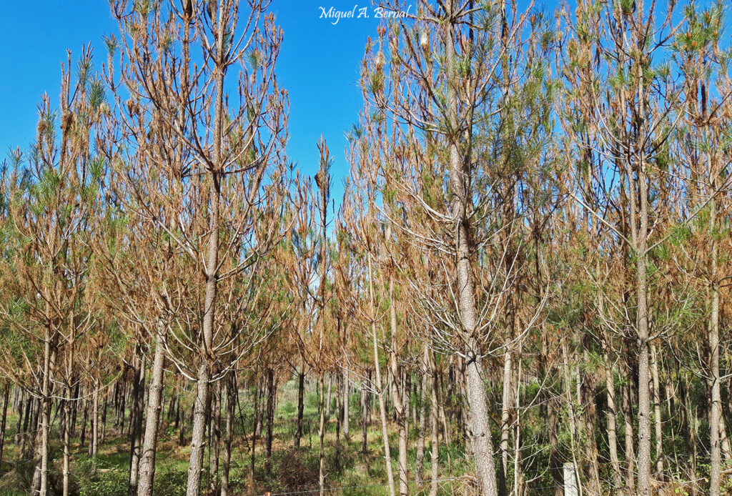 Pinares de Salamanca con plaga Procesionaria