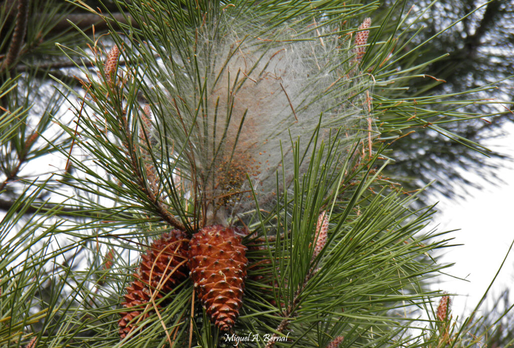 Pino resinero - Pinus pinaster con procesionaria
