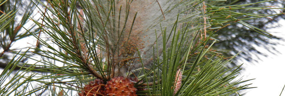 Pino resinero - Pinus pinaster con procesionaria