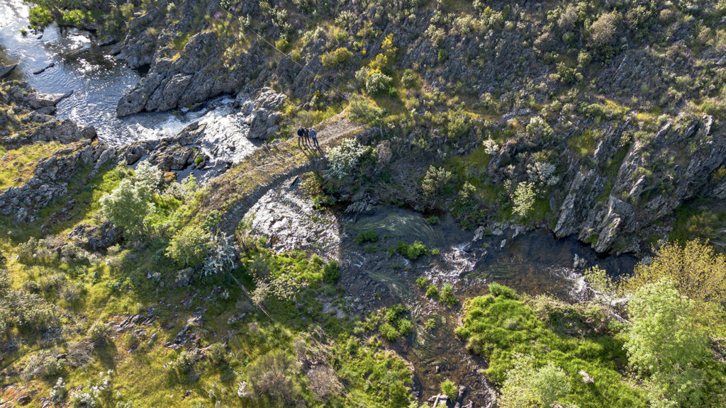 Puente gatos desde dron