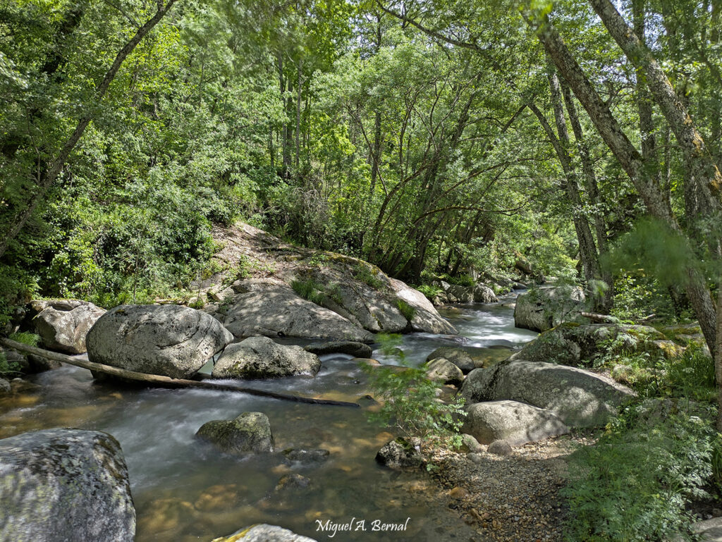 Rocas y vegetación de ribera