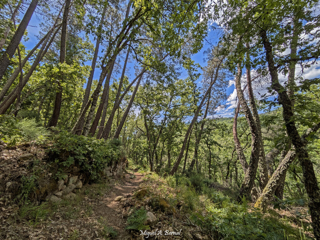 Sendero por robledal y pinar