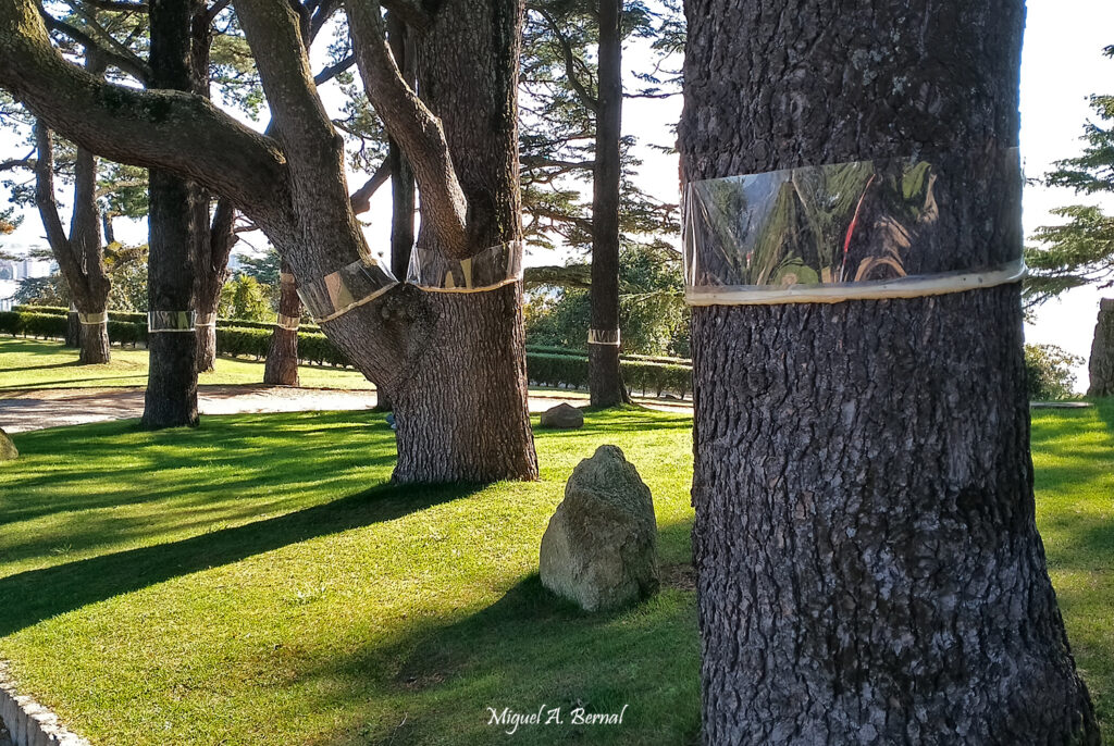 Trampas procesionaria en parques Vigo Galicia