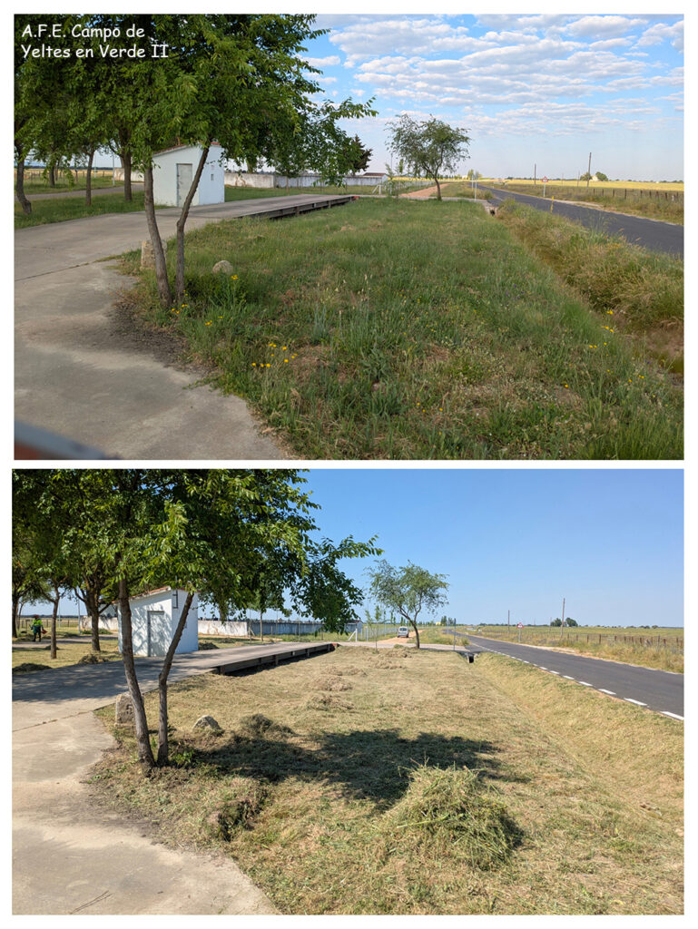 Desbroce y trabajos forestales