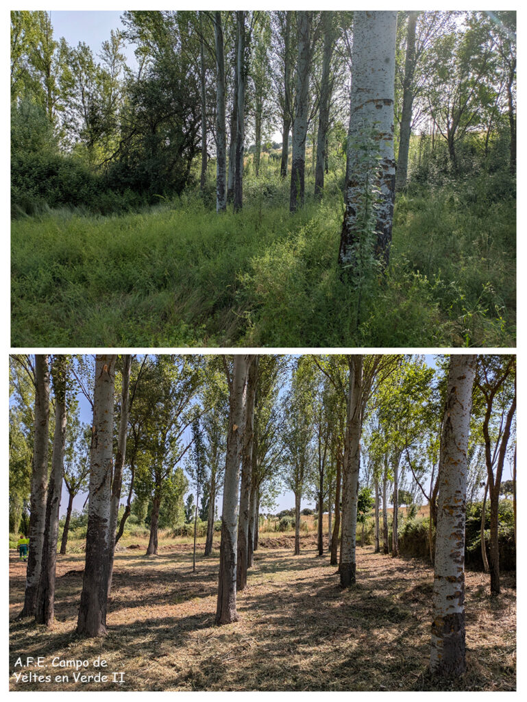 Zona deposito trabajo forestal