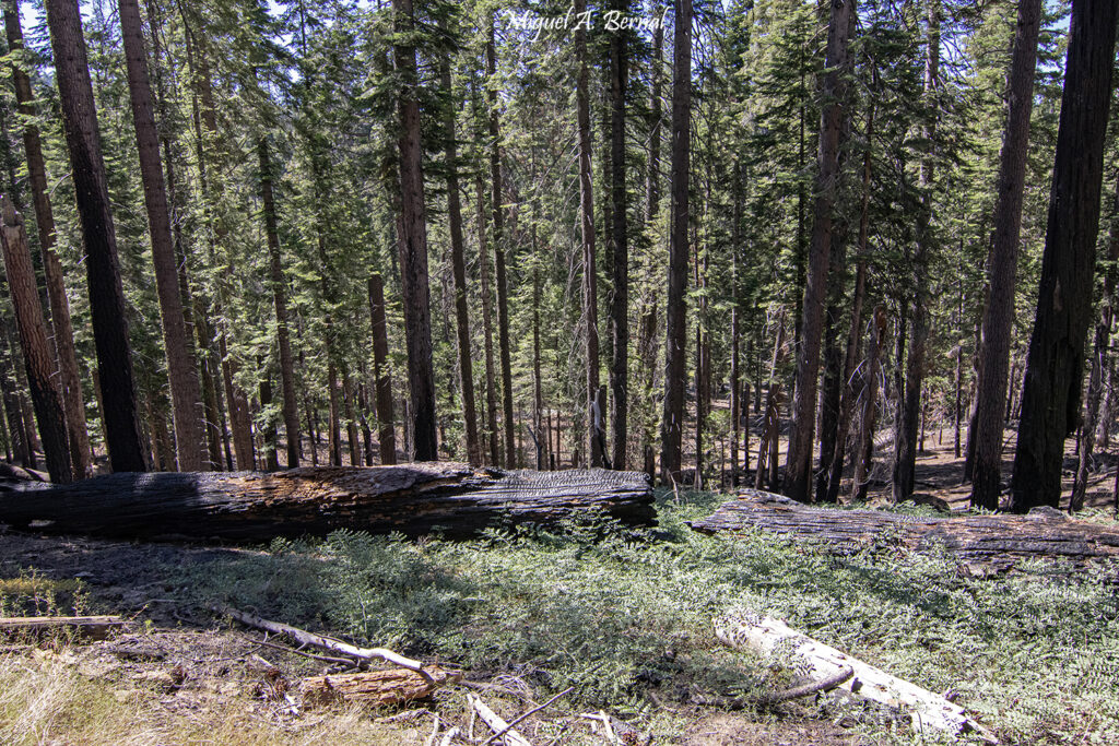 Árboles caídos incendios Washburn