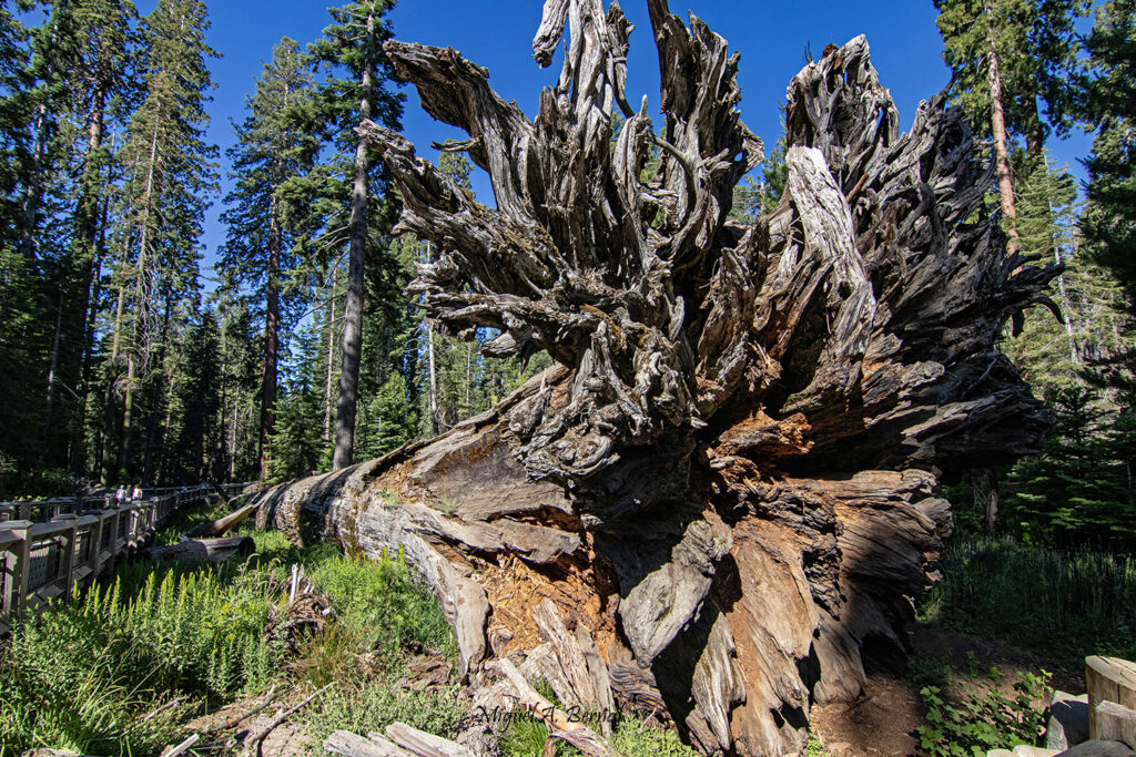 Fallen Monarch Yosemite California