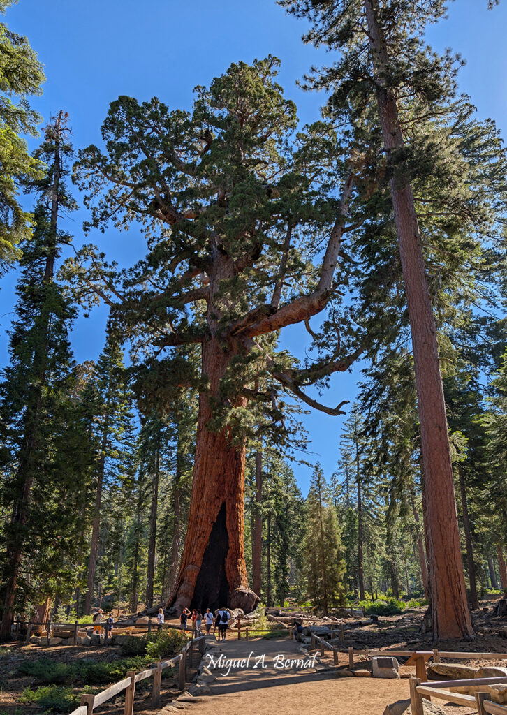 Grizzly Giant tree