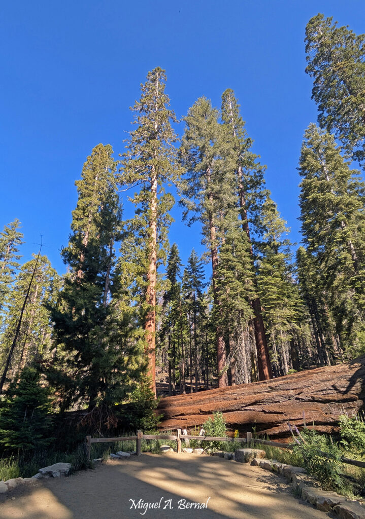 Madera sequoya Yosemite