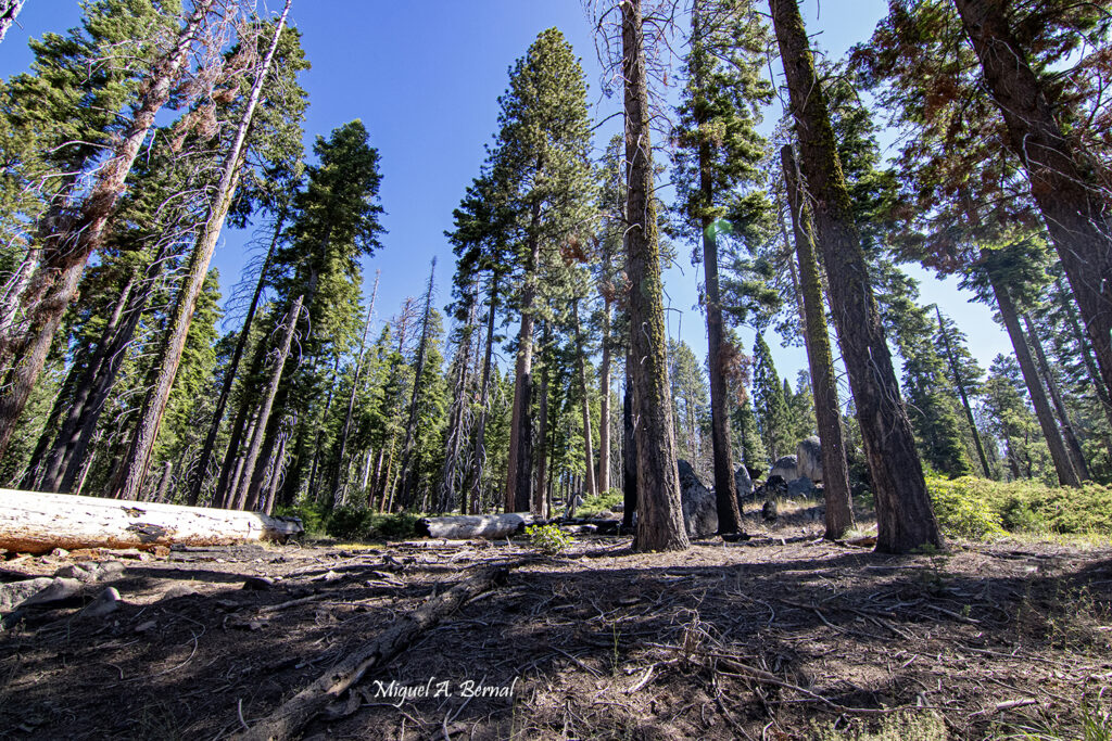 Naturaleza Yosemite EEUU