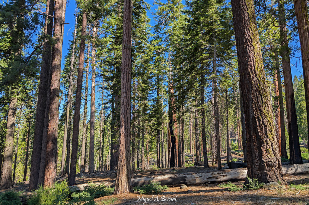 Rutas por Mariposa Grove