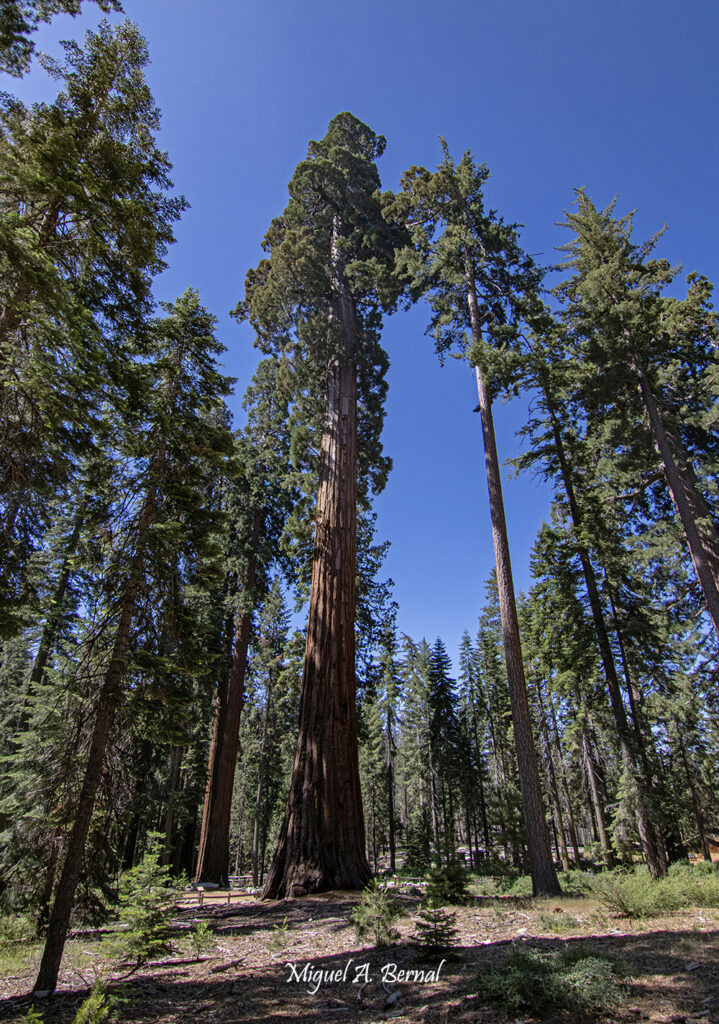 Viajes Yosemite Turismo