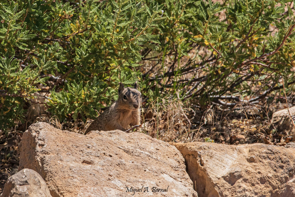 fauna oeste americano