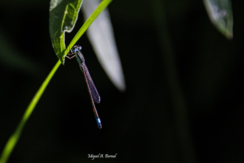Coenagrion Hembra