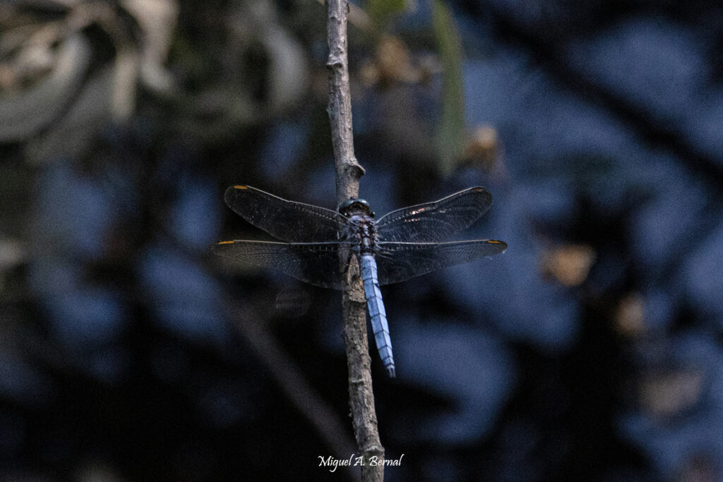 Libélula Orthetrum chrysostigma
