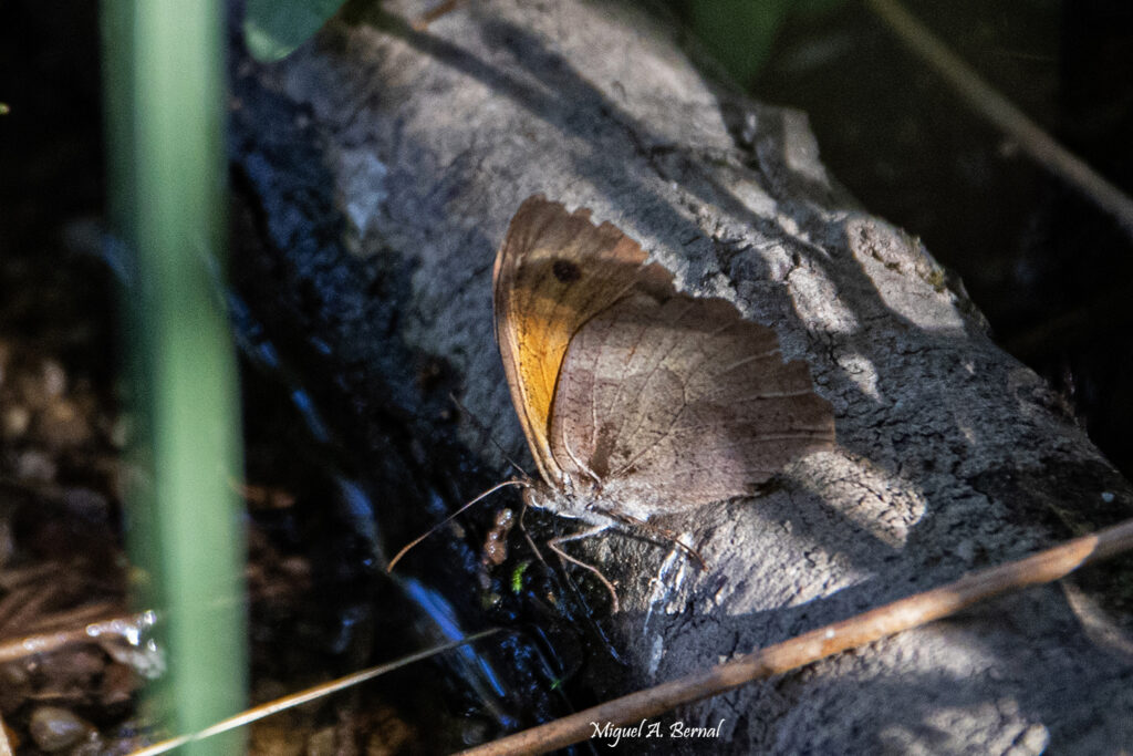 Mariposa río Águeda