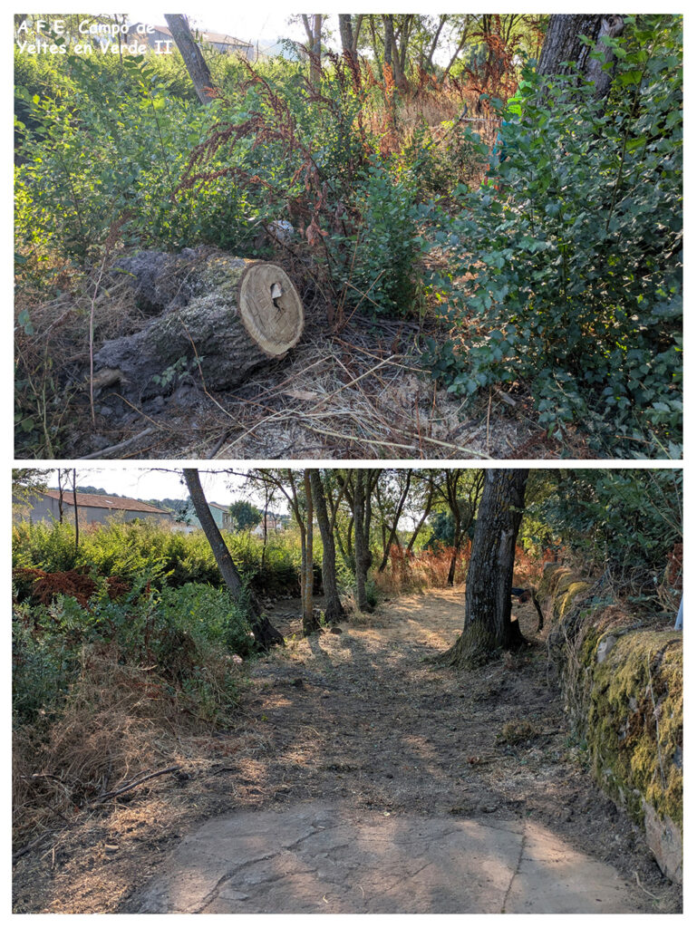 Trabajos forestales accesos