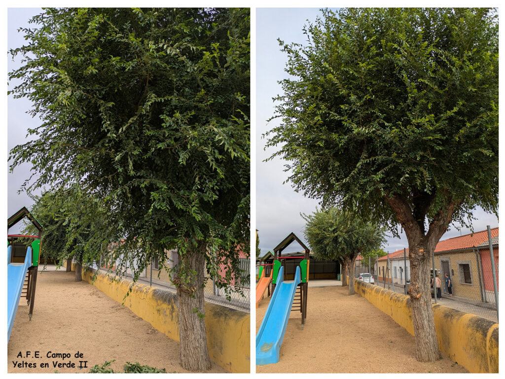 Poda Formación Colegio Santis
