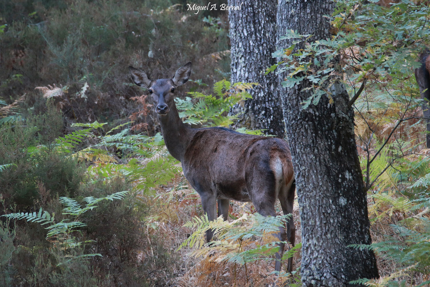 Cierva Rececho fotográfico