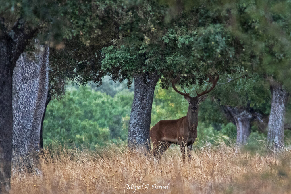Venado Sierra de Camaces