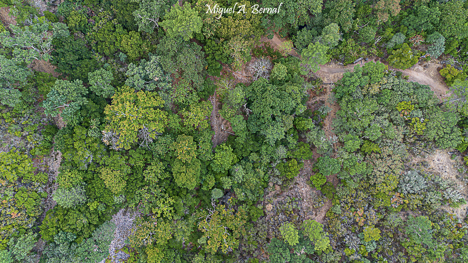Bosques flora batuecas